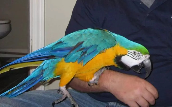 Ako odstaviť papagáj hryzenie? Prečo to robí? Čo ak papagáj sedí na ruku a bity to? 11610_2