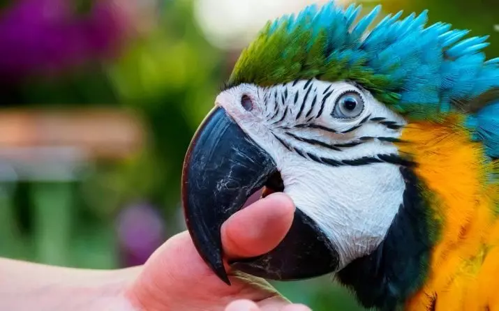 როგორ უნდა wean parrot დაკბენის? რატომ აკეთებს ამას? რა მოხდება, თუ თუთიყუში ზის თავის ხელში და ბიტი? 11610_3