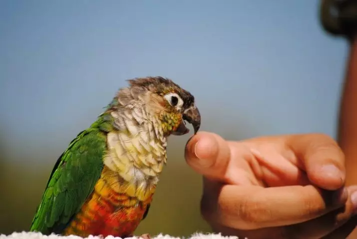 როგორ უნდა wean parrot დაკბენის? რატომ აკეთებს ამას? რა მოხდება, თუ თუთიყუში ზის თავის ხელში და ბიტი? 11610_5