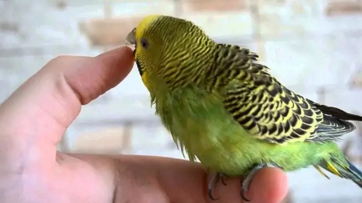 როგორ უნდა wean parrot დაკბენის? რატომ აკეთებს ამას? რა მოხდება, თუ თუთიყუში ზის თავის ხელში და ბიტი? 11610_6