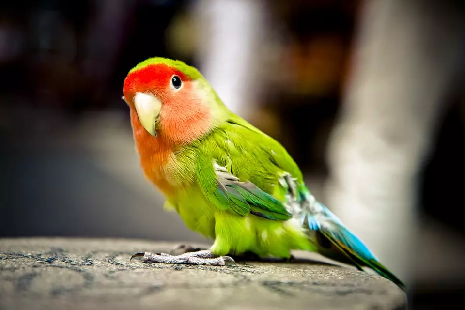 Names for parrots: funny, beautiful, interesting and popular nicknames for parrots girls and parrots boys 11613_10