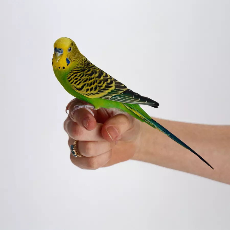 Jména pro papoušky: legrační, krásné, zajímavé a populární přezdívky pro papoušky dívek a papoušci chlapci 11613_15