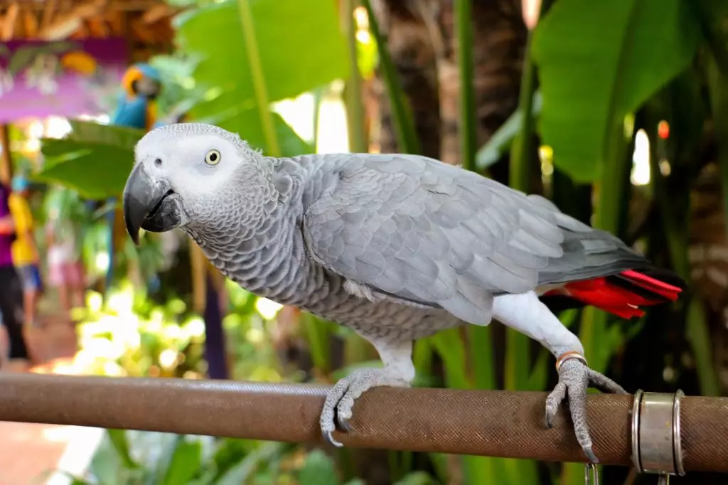 Nume pentru papagali: porecle amuzante, frumoase, interesante și populare pentru papagali fete și papagali băieți 11613_16