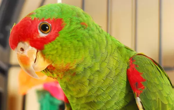 სახელები თუთიყუში: სასაცილო, ლამაზი, საინტერესო და პოპულარული მეტსახელები Parrots გოგონები და თუთიყუში ბიჭები 11613_18