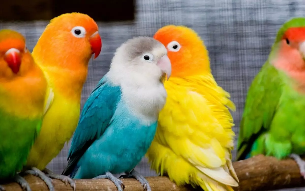 Names for parrots: funny, beautiful, interesting and popular nicknames for parrots girls and parrots boys 11613_3