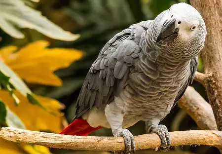 Jména pro papoušky: legrační, krásné, zajímavé a populární přezdívky pro papoušky dívek a papoušci chlapci 11613_4