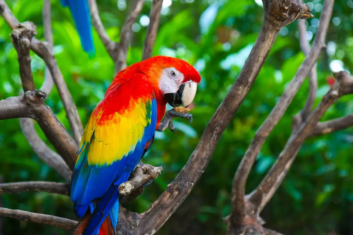 Nimed papagoid: naljakas, ilus, huvitav ja populaarne hüüdnimed papagoidide tüdrukutele ja papagoid poisid 11613_6