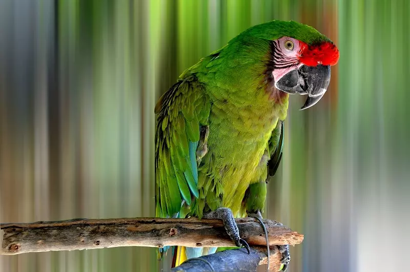 Npe Rau Parrots: Funny, Zoo nkauj, nthuav thiab nrov nkauj rau Parrots Cov Ntxhais thiab Parrot Birys 11613_7