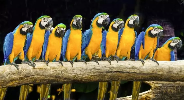 Hur mycket lever en papegoja Ara? Livslängden för Väduren hemma och i naturen 11614_2
