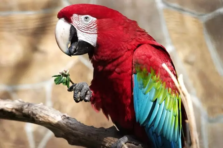 Hur mycket lever en papegoja Ara? Livslängden för Väduren hemma och i naturen 11614_3