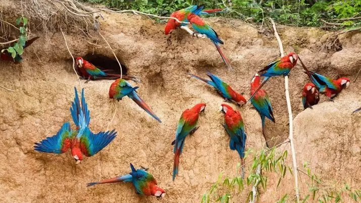 Hur mycket lever en papegoja Ara? Livslängden för Väduren hemma och i naturen 11614_4