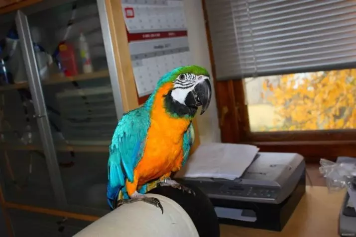 Hur mycket lever en papegoja Ara? Livslängden för Väduren hemma och i naturen 11614_5
