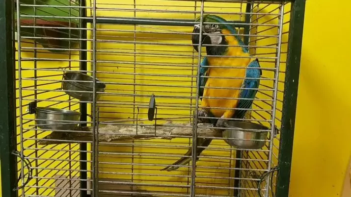 Hur mycket lever en papegoja Ara? Livslängden för Väduren hemma och i naturen 11614_6