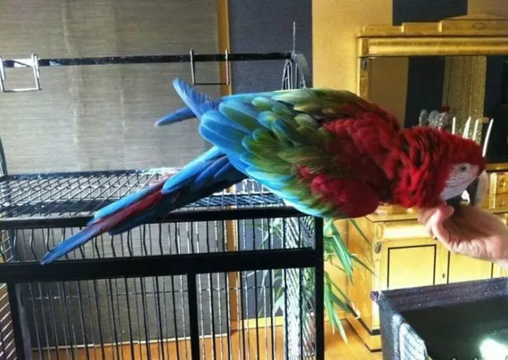 Hur mycket lever en papegoja Ara? Livslängden för Väduren hemma och i naturen 11614_7