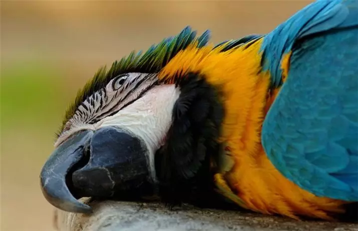 Hur mycket lever en papegoja Ara? Livslängden för Väduren hemma och i naturen 11614_9