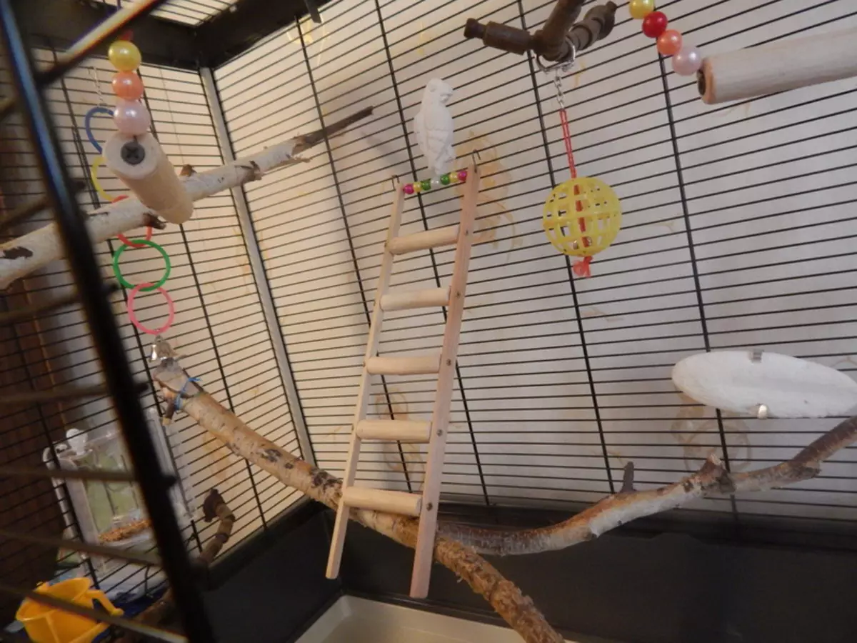 Home en nest voor papegaaien (36 foto's): Hoe maak je een huis voor het fokken van papegaaien met je eigen handen thuis? Maten van de socket. Wat moet in een huis worden behandeld? 11615_11
