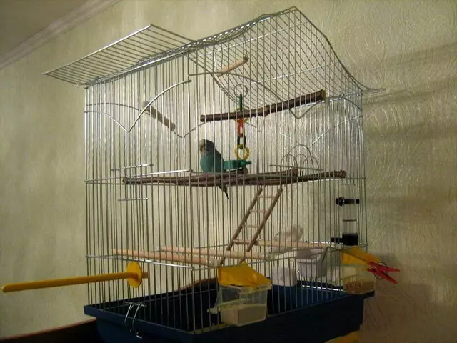 Home en nest voor papegaaien (36 foto's): Hoe maak je een huis voor het fokken van papegaaien met je eigen handen thuis? Maten van de socket. Wat moet in een huis worden behandeld? 11615_12