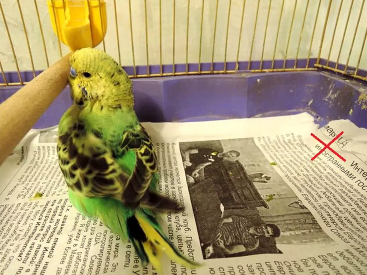 Home en nest voor papegaaien (36 foto's): Hoe maak je een huis voor het fokken van papegaaien met je eigen handen thuis? Maten van de socket. Wat moet in een huis worden behandeld? 11615_13