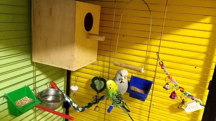 Почетна и гнездо за папагаје (36 фотографија): Како направити кућу за узгајање папагаја са својим рукама код куће? Величине утичнице. Шта треба третирати у кући? 11615_2