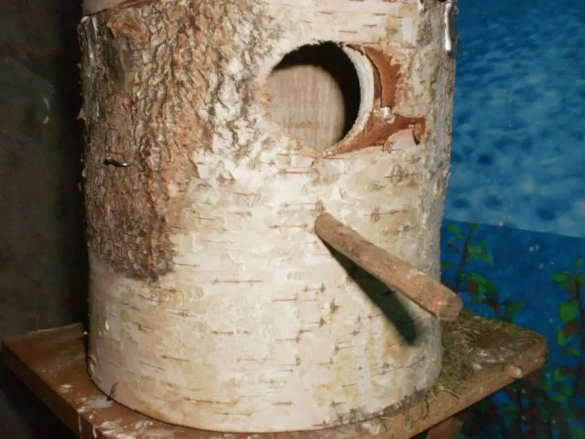 Почетна и гнездо за папагаје (36 фотографија): Како направити кућу за узгајање папагаја са својим рукама код куће? Величине утичнице. Шта треба третирати у кући? 11615_21