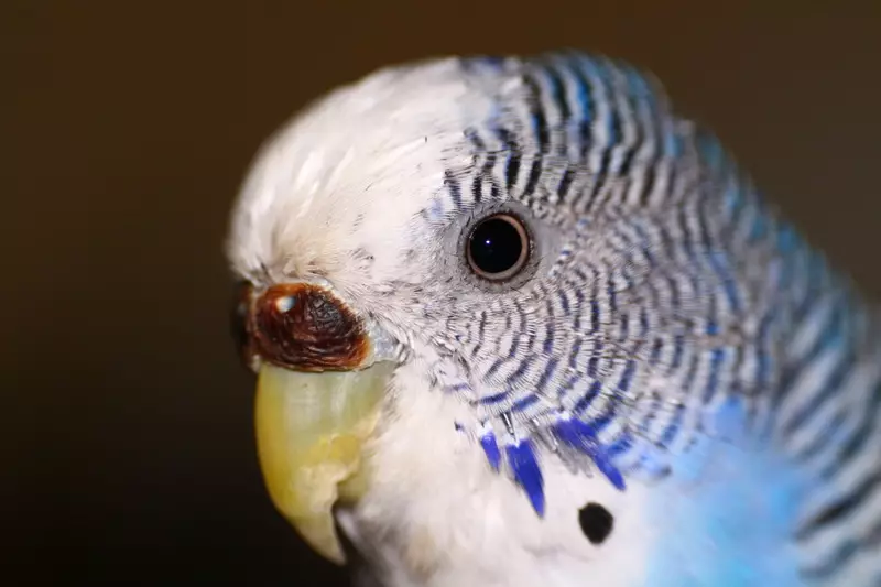 Home en nest voor papegaaien (36 foto's): Hoe maak je een huis voor het fokken van papegaaien met je eigen handen thuis? Maten van de socket. Wat moet in een huis worden behandeld? 11615_4