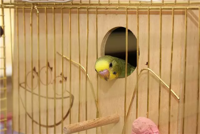 Home en nest voor papegaaien (36 foto's): Hoe maak je een huis voor het fokken van papegaaien met je eigen handen thuis? Maten van de socket. Wat moet in een huis worden behandeld? 11615_6