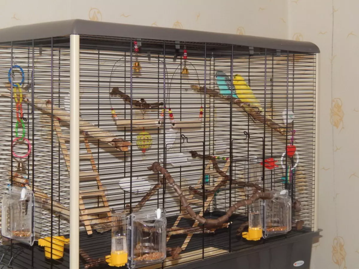 Home en nest voor papegaaien (36 foto's): Hoe maak je een huis voor het fokken van papegaaien met je eigen handen thuis? Maten van de socket. Wat moet in een huis worden behandeld? 11615_8