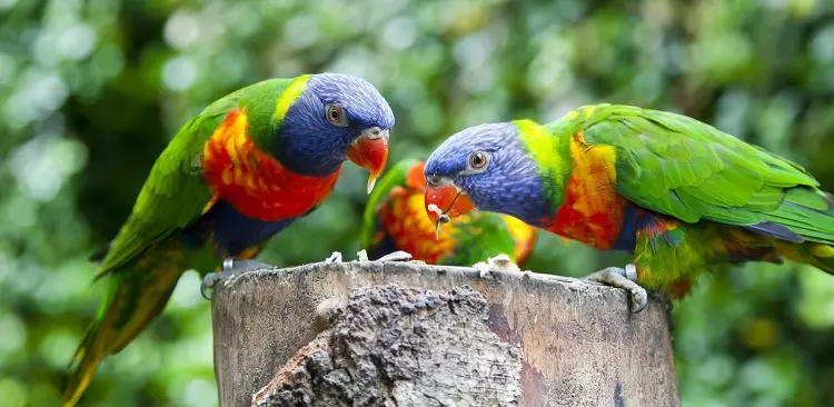 Parrot Laurie (23 fotografií): Parrots z lárium, vlastnosti ich obsahu 11617_10