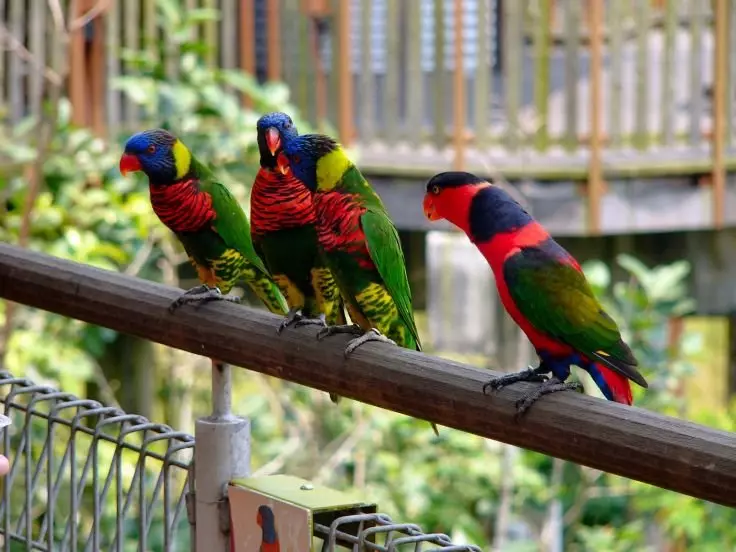 Parrot Laurie (23 fotografií): Parrots z lárium, vlastnosti ich obsahu 11617_11