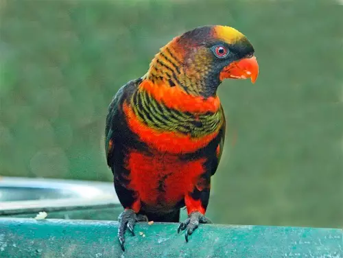 Parrot Laurie (23 Foto): Burung Burung Lorium, Ciri-ciri Kandungan mereka 11617_14