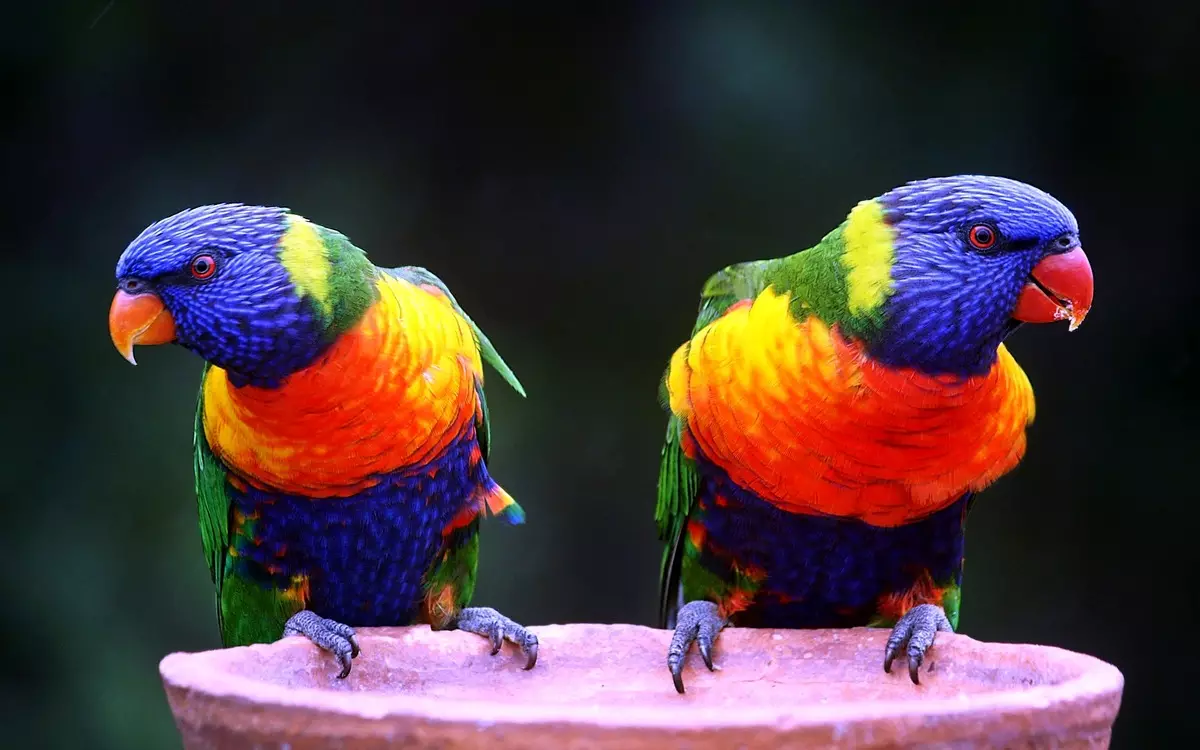 Parrot Laurie (23 zdjęcia): Papugi Lorium, cechy ich treści 11617_15