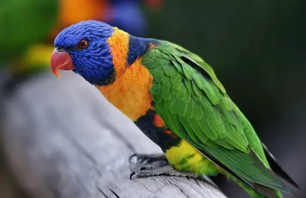 Parrot Laurie (23 Foto): Burung Burung Lorium, Ciri-ciri Kandungan mereka 11617_16