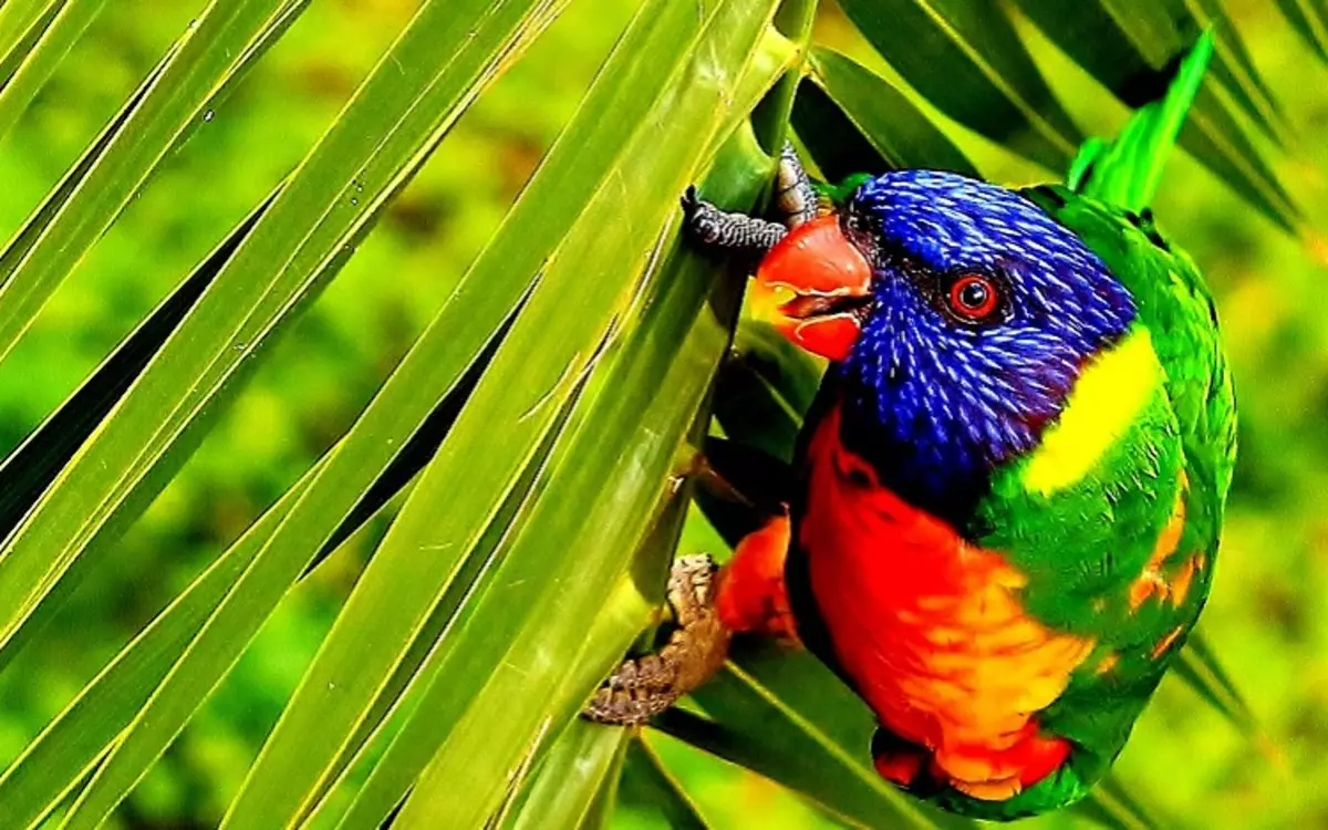 Parrot Laurie (23 zdjęcia): Papugi Lorium, cechy ich treści 11617_17