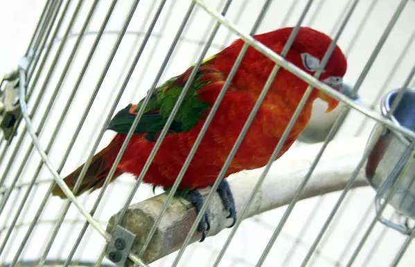 Parrot Laurie (23 zdjęcia): Papugi Lorium, cechy ich treści 11617_18