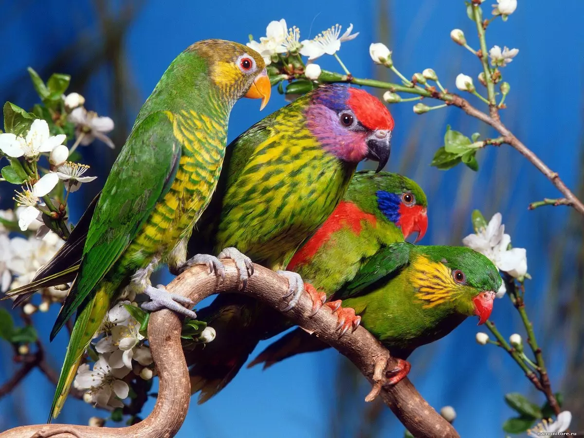 Parrot Laurie (23 zdjęcia): Papugi Lorium, cechy ich treści 11617_2