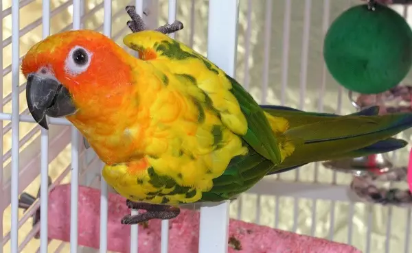 Parrot Laurie (23 fotografií): Parrots z lárium, vlastnosti ich obsahu 11617_20