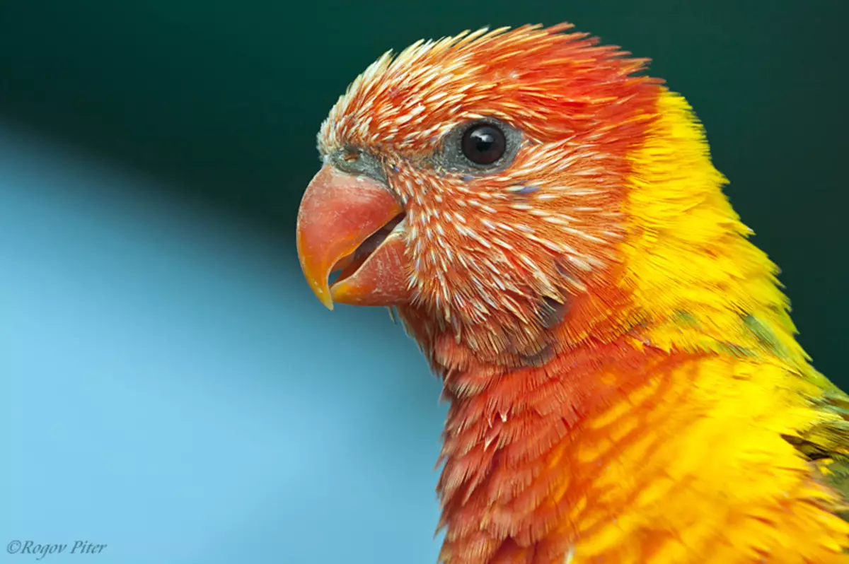 Parrot Laurie (23 Foto): Burung Burung Lorium, Ciri-ciri Kandungan mereka 11617_21