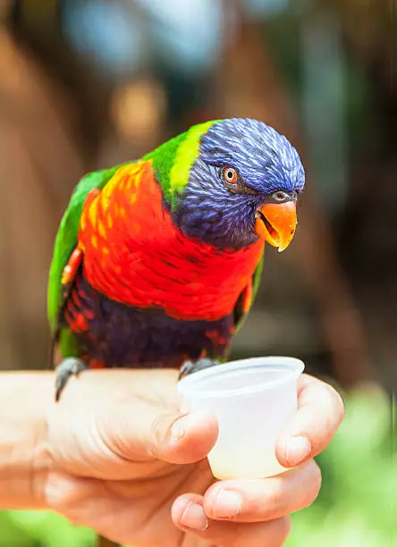 Parrot Laurie (23 zdjęcia): Papugi Lorium, cechy ich treści 11617_22