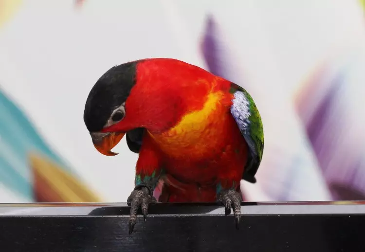 Parrot Laurie (23 Foto): Burung Burung Lorium, Ciri-ciri Kandungan mereka 11617_23