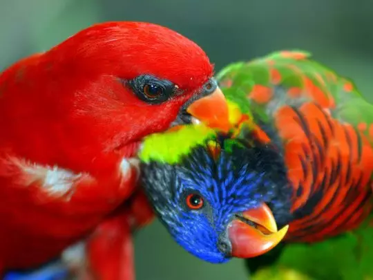 Parrot Laurie (23 zdjęcia): Papugi Lorium, cechy ich treści 11617_3