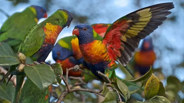 Parrot Laurie (23 fotografií): Parrots z lárium, vlastnosti ich obsahu 11617_4