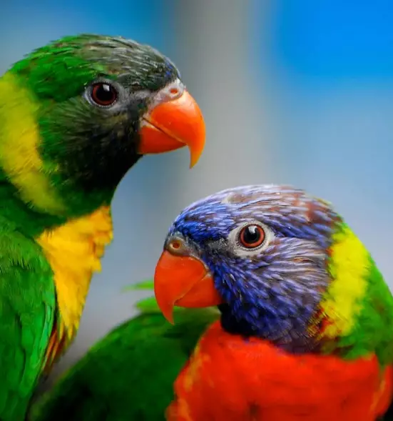 Parrot Laurie (23 zdjęcia): Papugi Lorium, cechy ich treści 11617_5
