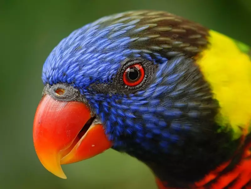 Parrot Laurie (23 fotografií): Parrots z lárium, vlastnosti ich obsahu 11617_7