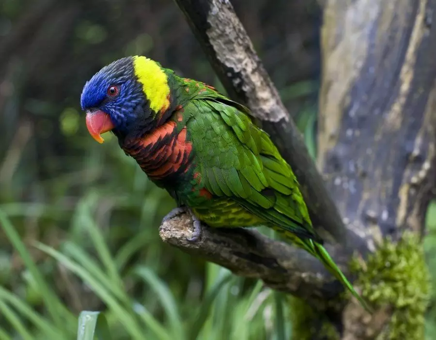 Parrot Laurie (23 Foto): Burung Burung Lorium, Ciri-ciri Kandungan mereka 11617_8