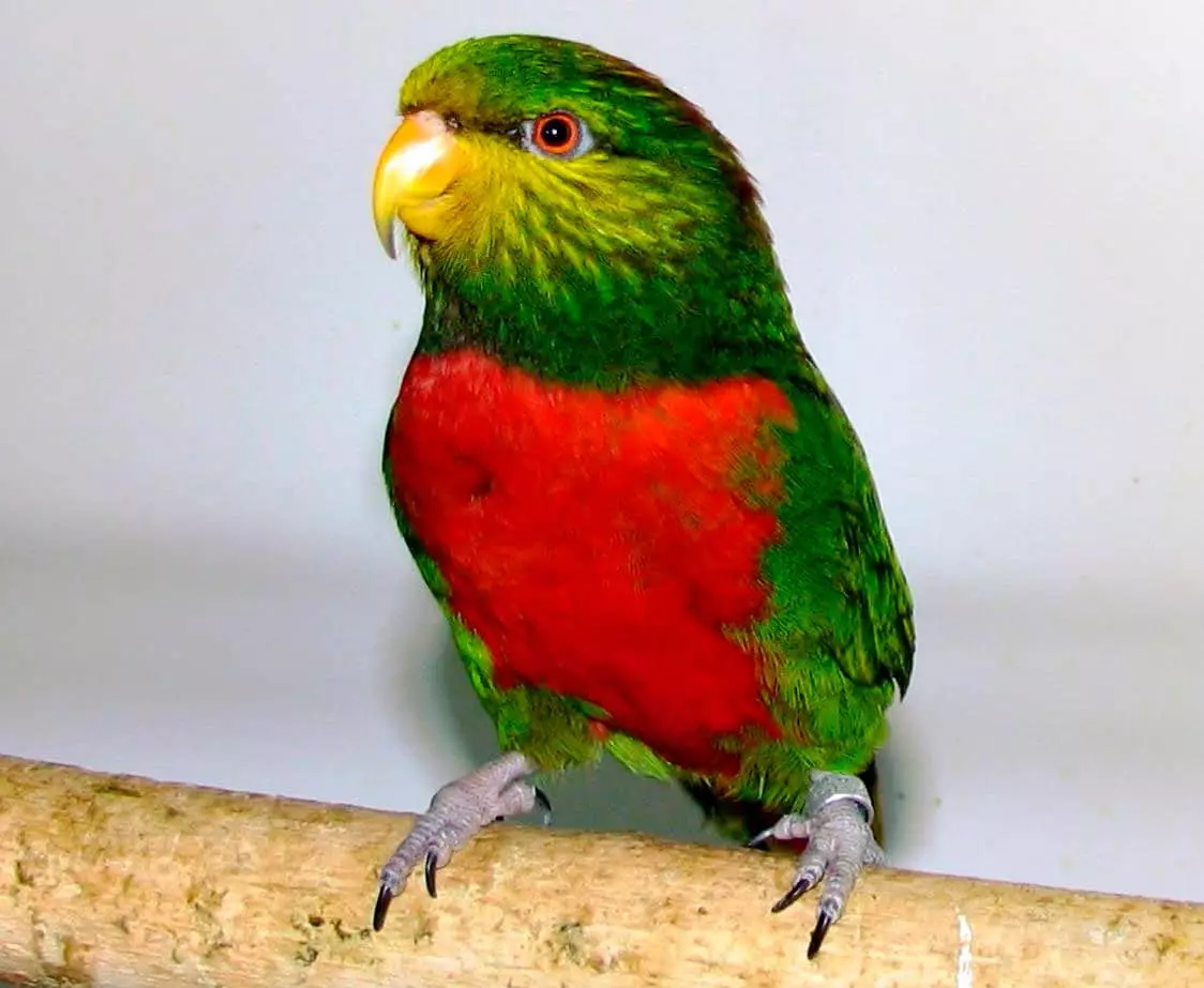 Parrot Laurie (23 عکس): طوطی های لوریوم، ویژگی های محتوای آنها 11617_9