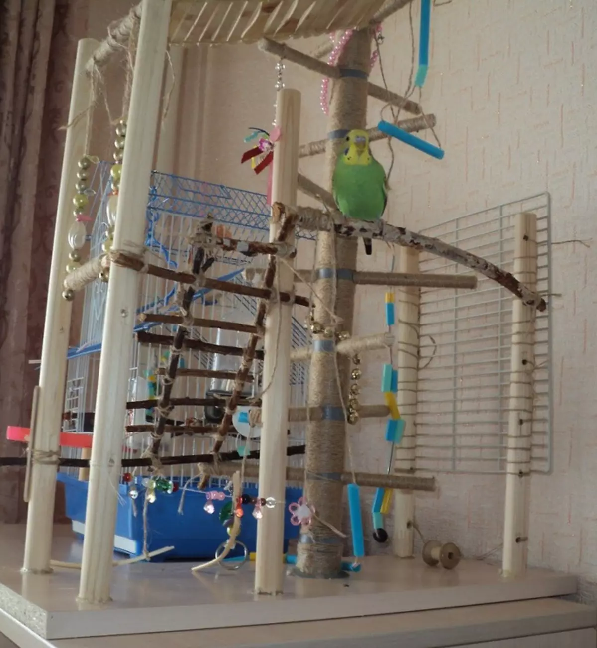 Hoe om een ​​papegaai te geven? Instructies voor onderhoud thuis. Hoe ze te voeden? Welke onderwerpen zijn nodig om papegaaien te bevatten? 11620_8