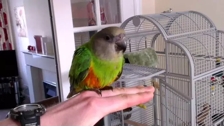 Senegalese Parrot (22 kuvaa): Milletin valikoima Senegalsky Long Parrot. Sen jalostuksen ominaisuudet. Kuinka vanha hän asuu? Omistusarvostelut 11621_10