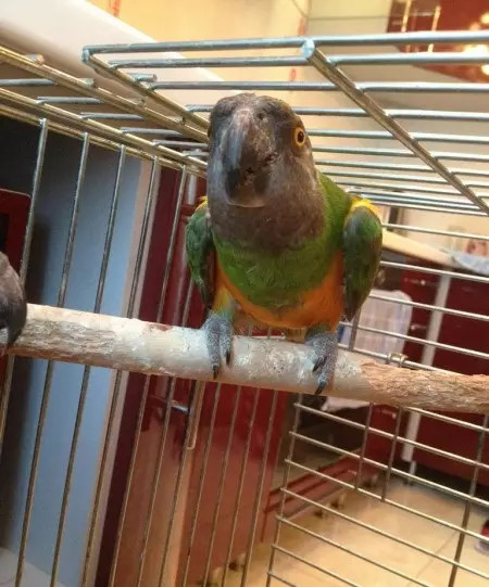 Senegalese Parrot (22 kuvaa): Milletin valikoima Senegalsky Long Parrot. Sen jalostuksen ominaisuudet. Kuinka vanha hän asuu? Omistusarvostelut 11621_11