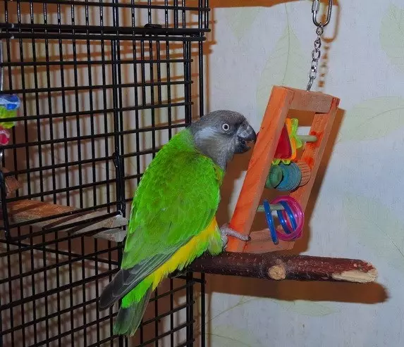 Papagaio Senegalês (22 fotos): Seleção de painço para o papagaio longo senegalsky. Características de sua criação. Quantos anos ele mora? Revisões de propriedade 11621_12