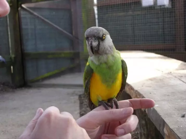 Senegalese Parrot (22 kuvaa): Milletin valikoima Senegalsky Long Parrot. Sen jalostuksen ominaisuudet. Kuinka vanha hän asuu? Omistusarvostelut 11621_19